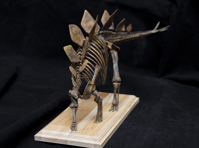 mo-hinh-xuong-khung-long-stegosaurus-h5