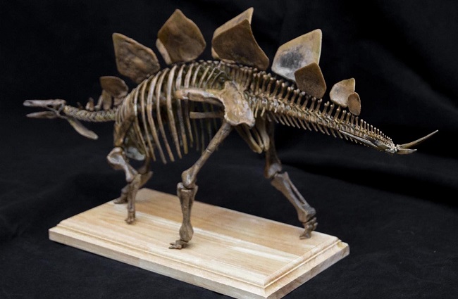 mo-hinh-xuong-khung-long-stegosaurus-h6