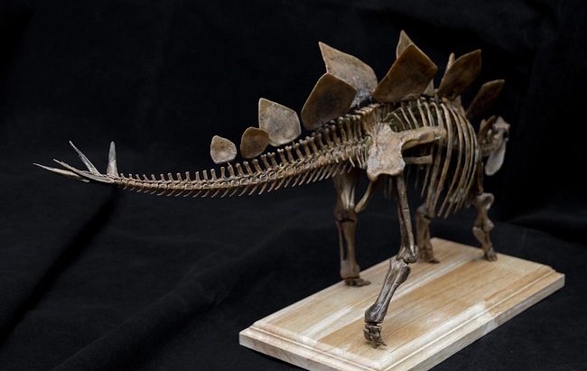 mo-hinh-xuong-khung-long-stegosaurus-h7